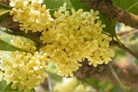 “桂花门前栽，贵人立门内”，桂花树这4个地方不宜栽，答案来了图片