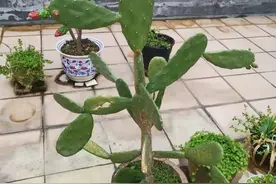 水多和遮阴就无法开花的仙人掌，它们如何适应炎热干燥的沙漠？图片
