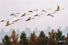 天鹅湖蓄滞洪工程迎来首批迁徙天鹅图片