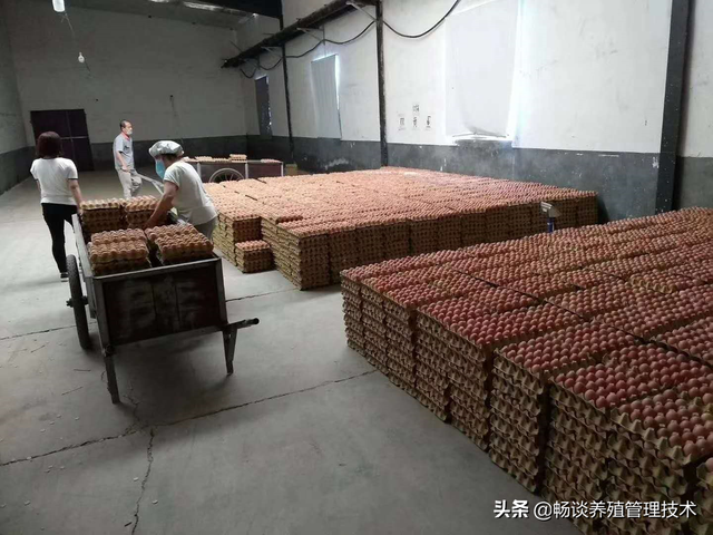 鸡常用的蛋白质饲料有哪些？