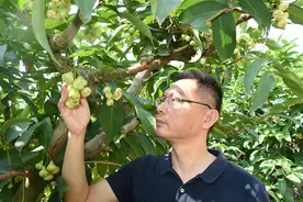 三亚一位前农行支行行长与莲雾的不解之缘图片