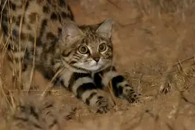 被全世界禁养！非洲最小、最萌的猫，却是效率最高的“杀戮机器”图片