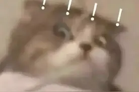 拿去用！超多无水印猫猫表情包图片