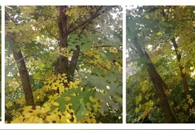 一个孩子的忏悔录、自白书图片