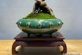 这些盆景都非常适合大众玩，很容易上手图片