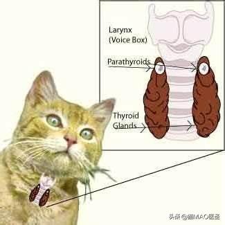 猫咪狗狗甲状旁腺｜结构功能以及激素调节，以及常见的疾病