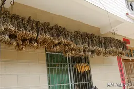 江西遂川：房檐下硕果累累的花生图片