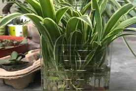 4种绿植，不想盆栽就水培，照样很好养活，长势旺，颜值高图片