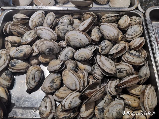 六耳赤嘴鱼胶有收藏价值吗 2026年六耳赤嘴鱼胶的功效和作用