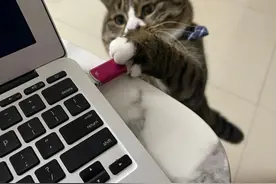 猫：论耍心眼，在座的各位都是垃圾图片