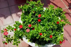 公认的“六种健康花”，建议至少养一盆，好看好吃，有些还喷香图片