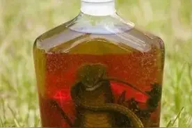 火赤练蛇真是无毒蛇吗图片