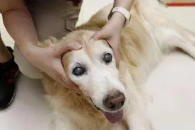 如果你能摸狗狗这5个地方，恭喜你，它很信任你图片