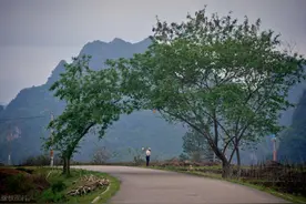 农村俗语“植树造林，莫过清明”是啥意思？清明适合种什么树？图片