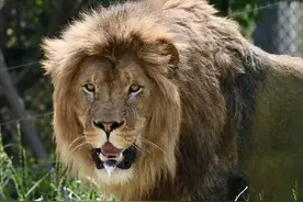 河南郑州7月将再添休闲度假好去处 坐互动观光车穿越猛兽丛林图片