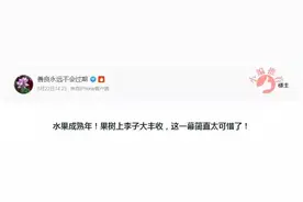 前段时间被当成樱花的这种树结果子啦，杭州很多地方都有！可以采来吃或者泡酒吗？图片
