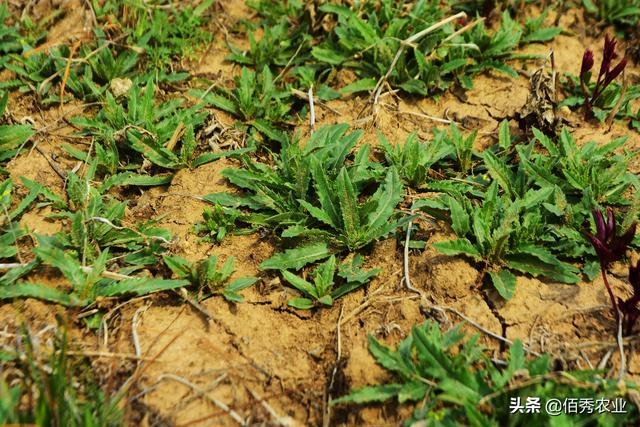 后百草枯时代，除草剂最厉害的是哪种？农民该怎么选？