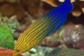 隆头鱼的“神秘”泳姿，我家的隆头鱼到底怎么了？图片