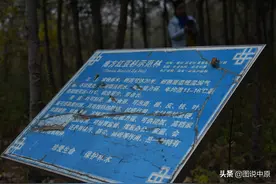 河南：新郑具茨山的红豆杉结果了，让人赏心悦目图片