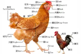 鸡考记︱深入研究每一只鸡的品种、部位、吃法，以及故事（上）图片