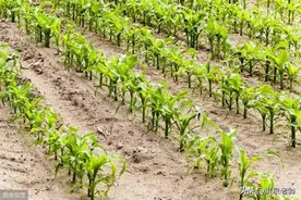 玉米高产种植新模式“大垄双行双株”图片