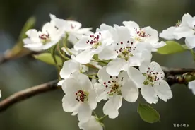 “惆怅东栏一株雪，人生看得几清明”赏花配这些诗句秒赞朋友圈图片