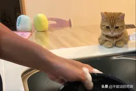因为有猫咪监督，日本人妻从抱怨到爱上洗碗，有趣经历惹网友羡慕图片