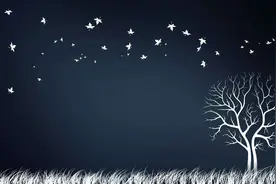 穿过黑暗孤独的森林~村上春树语录分享图片