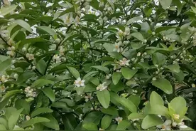 3月柑橘挂果树管理要点，保花保果关键阶段图片