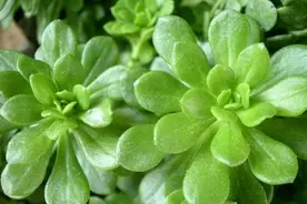 从古至今，成功总是青睐“厚脸皮”图片