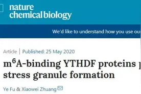庄小威团队最新论文：发现YTHDF蛋白促进应激颗粒的形成图片