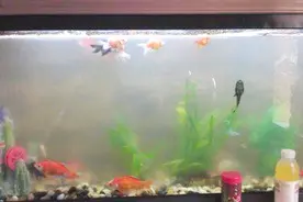 鱼缸水刚换没几天就浑浊不清？只需掌握这几点，水变清变透亮视频封面
