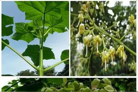 这才是真正的栖凤之木梧桐，请叫它们悬铃木、泡桐、油桐图片