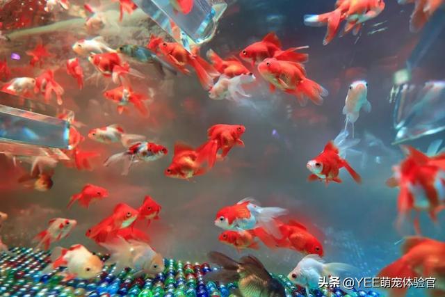 观赏鱼粮里的必需品，基本营养维持鱼的生命活动