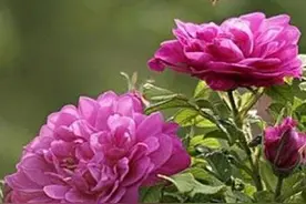 三爷爷和三奶奶的感情故事图片