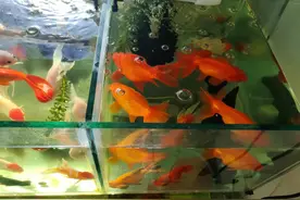 鱼缸水面产生水泡是水质过肥吗，每天早晚两次换水，怎么还有？图片