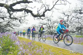 砀山：50万亩梨花盛开 游客纷至沓来图片