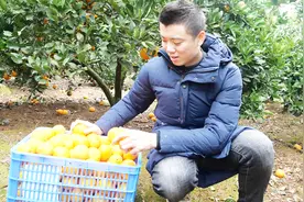 天寒地冻，欢子用实际行动孝顺老家父母，亲手摘感恩橙寄回贵州视频封面