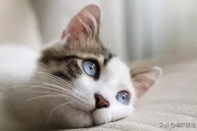 猫咪边撒尿边骂人，铲屎官围观后被吓一跳…图片