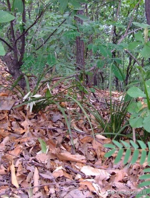 兰花施肥是个热门的话题，今天就谈谈施不施肥或者怎么施吧