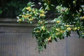 养一盆桂花，玩一次造型，难在“修剪”，贵在“坚持”图片