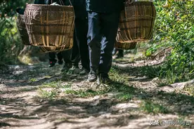 《纪实摄影》深山采茶之路图片