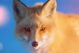 聊斋新故事：狐仙托梦道天机，男子一夜暴富惹杀身之祸图片