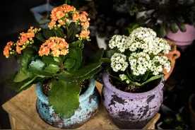 5种“长命百岁花”，最适合老人养，健康长寿活的久图片