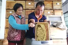 最"甜蜜"的事业！增城“无手”养蜂人与蜂蜜共舞人生！图片