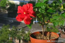 扶桑花的扦插和生根图片