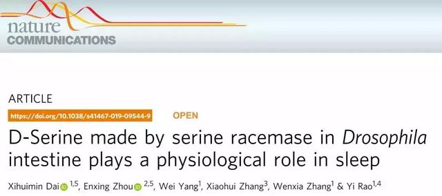 睡眠新分子：饶毅实验室发现肠上皮产生特殊氨基酸调控睡眠