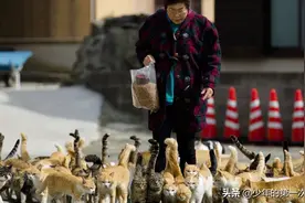 日本“猫岛”：数量达5万多只，吃光岛上老鼠，还自学会下海捕鱼图片