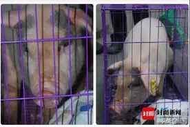 猪坚强进入生命晚期，带着猪坚强基因的小猪们去哪了？图片