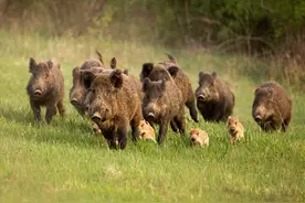 300公斤，超级猪入侵加拿大，数量比人还多，两百万头没人吃图片